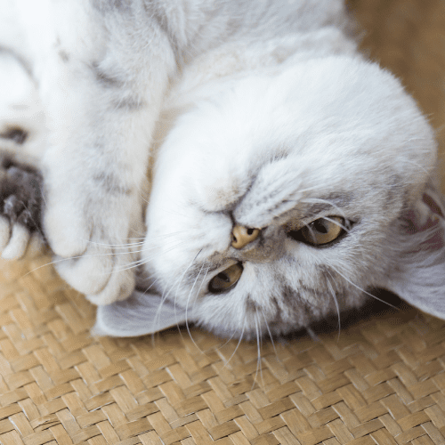 Keeping Your Cat Happy