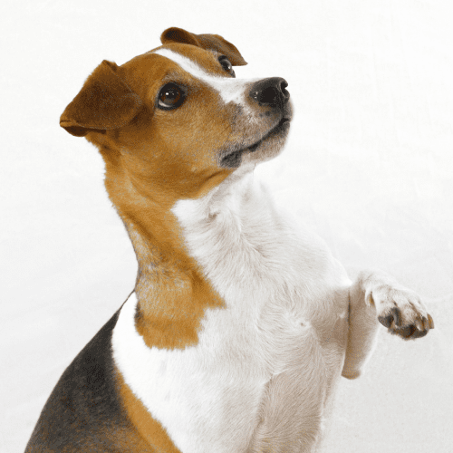 Brown dog with white chest standing up and one paw forward