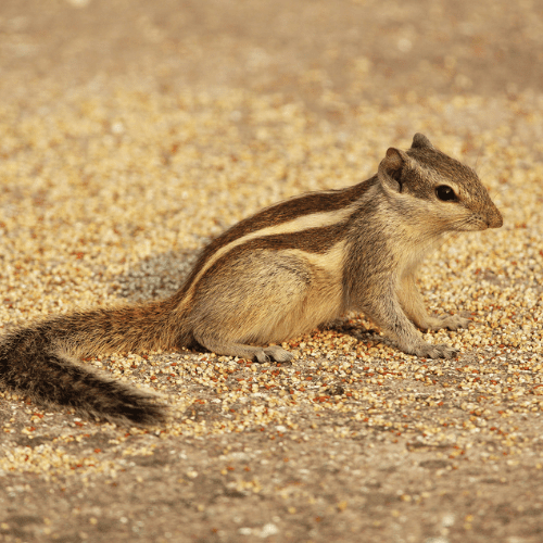 Brown squirrel with a darker line on the back