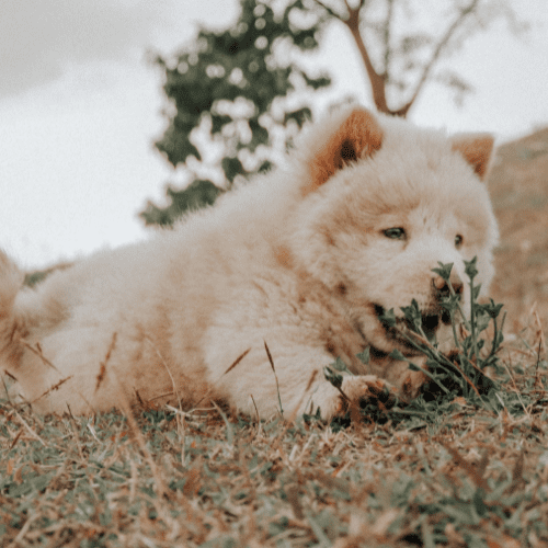 Brownish hairy dog breed on the ground nipping on small shrub