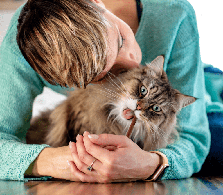Brown tabby cat with ears standing up hugs by a lady in teal blue long sleeve shirt