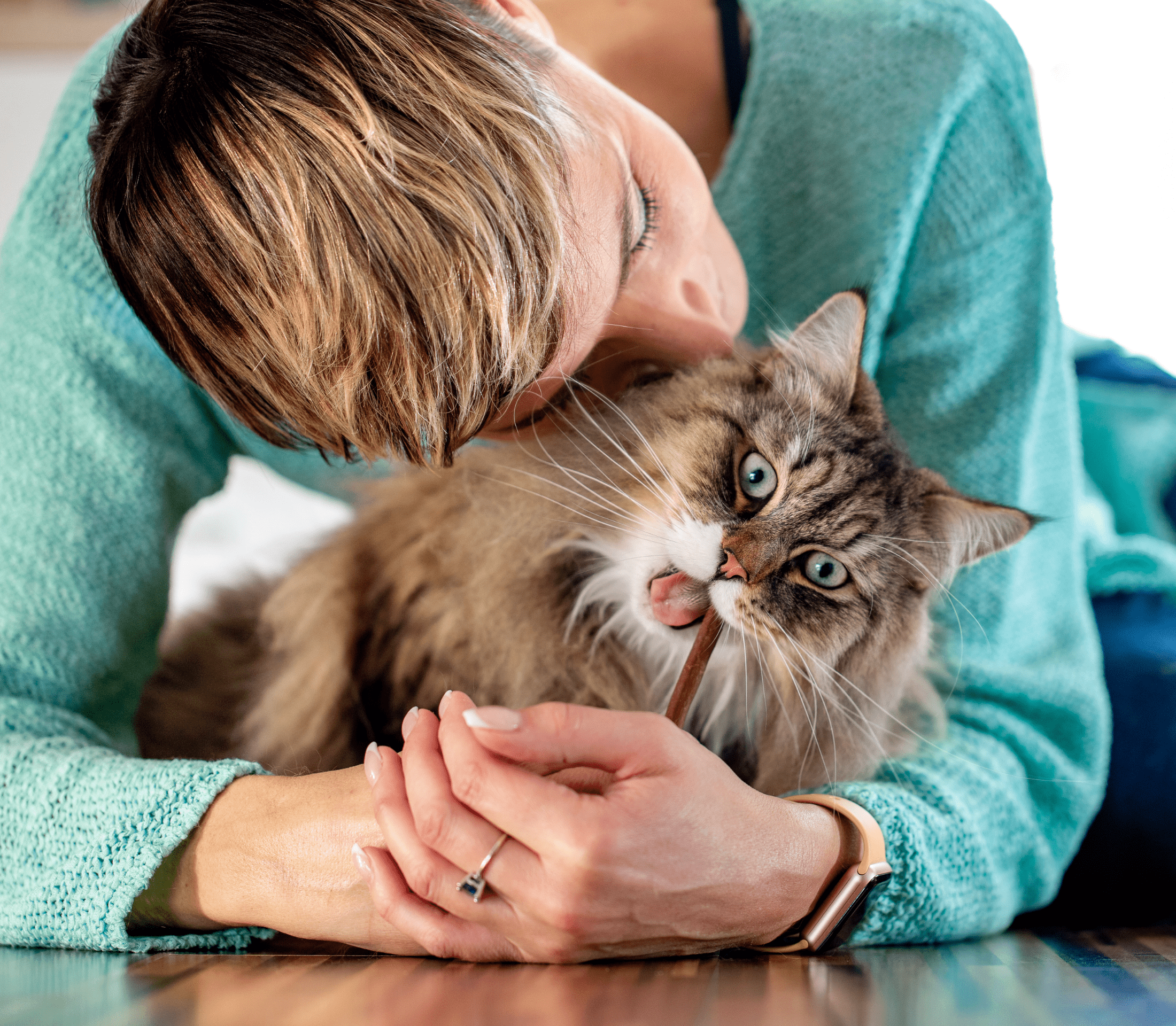 Brown tabby cat with ears standing up hugs by a lady in teal blue long sleeve shirt