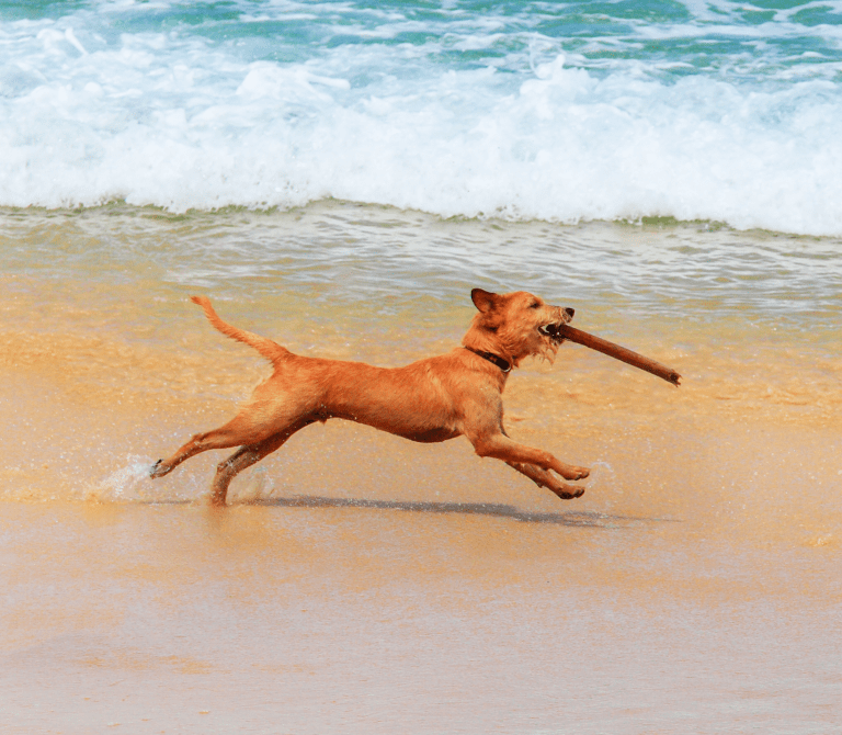 Brown adult dog running on a shoreline biting on a stick