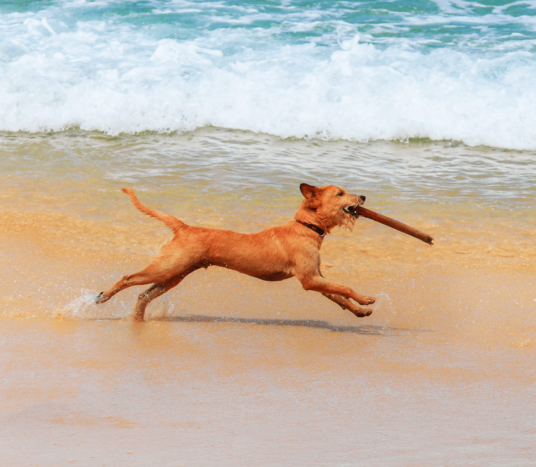 Brown adult dog running on a shoreline biting on a stick