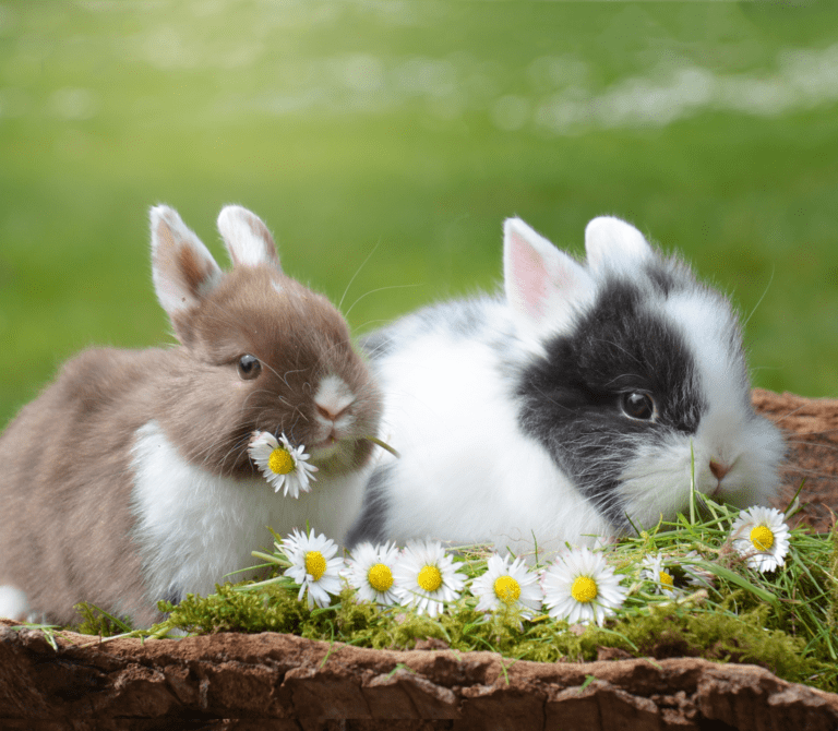 Two bunnies with white flowers