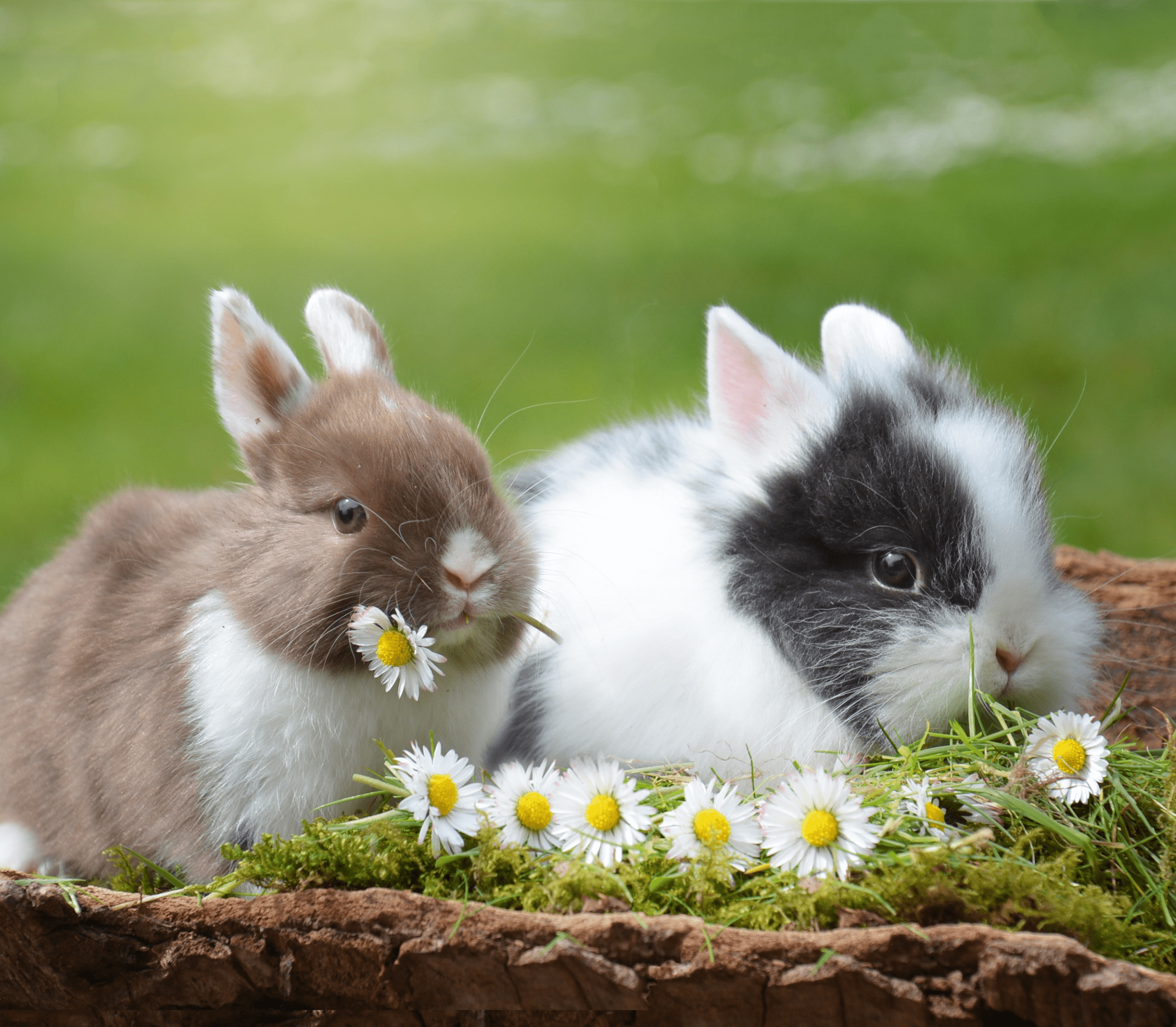 Two bunnies with white flowers