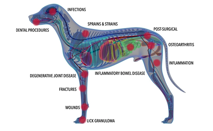 Laser Therapy