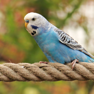 Blue budgie on a brown rope