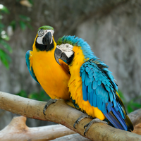 Two yellow and blue-colored Macaws on a branch