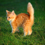 Ginger kitty on a grassy lawn lawn facing to the left