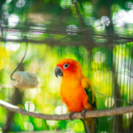 Orange parrot inside a cage