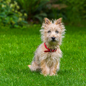 Cairn Terrier on a grassy lawn