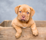 Golden labrador puppy inside a brown wooden crate