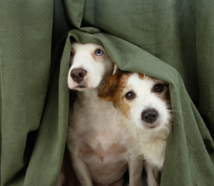 Two dogs hiding behind a green curtain