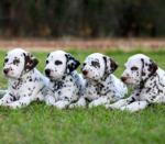 Four dalmatian puppies in the grassy field