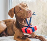 Brown adult dog biting on a red gift with blue ribbon