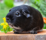 Black guinea pig