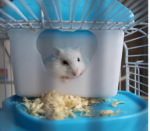 White dwarf hamster inside a white litter box
