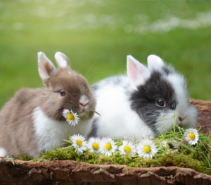 Two bunnies with white flowers