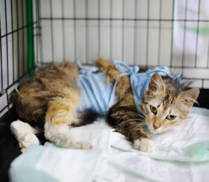 Gray cat inside a cage with body bandage