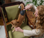 Brown adult cat having a hairbrush from a curly lady