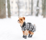 Brown Terrier pn the snow with checkered shirt on