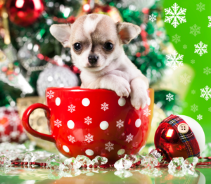 Small puppy inside a red Christmas mug