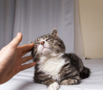 Adult gray tabby cat enjoying a head massage
