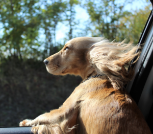 Brown coon dog enjoying the car window wind