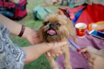 Small brown dog being groomed outdoors, tongue out while held gently.