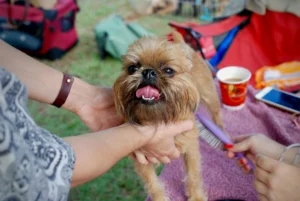 Small brown dog being groomed outdoors, tongue out while held gently.
