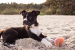 Black and white puppy lying on sandy beach beside a colorful ball.