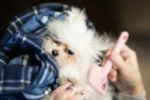 Small fluffy white dog wrapped in a blanket being brushed.