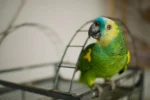 Colorful green parrot with blue and yellow face perched on a cage.
