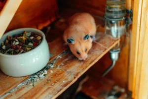 Golden hamster walking on a wooden shelf beside a food bowl and water bottle.