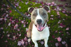 Smiling gray-and-white dog sitting on grass covered with pink leaves.