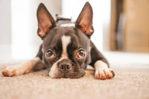 Boston Terrier lying flat on carpet, looking directly at the camera.