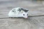 Small white hedgehog with dark spines resting on a wooden floor.