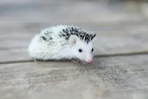 Small white hedgehog with dark spines resting on a wooden floor.