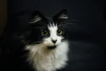 Black-and-white cat with green eyes against a dark background.