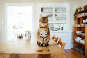 Tabby cat sitting on a wooden dining table in a bright kitchen.