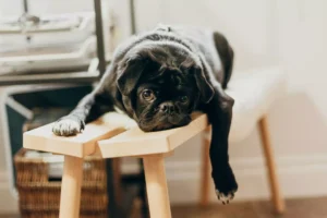 Black pug lying sprawled across a wooden stool indoors.