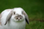 rabbit_white_brown