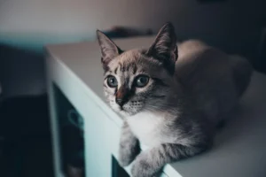 Blue-eyed gray cat resting on a table, gazing to the side.